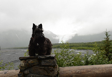 Scotch Terrier