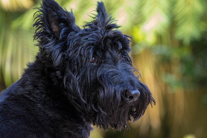 The muzzle of a Scotch Terrier