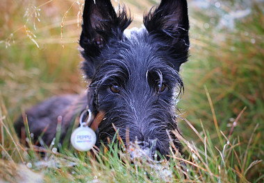 Scotch Terrier