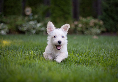 Scotch Terrier