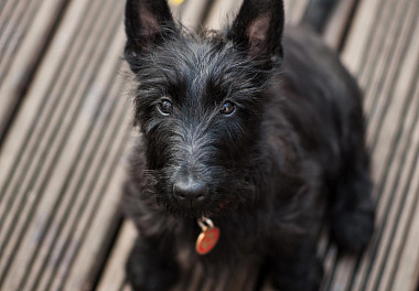 Scotch Terrier