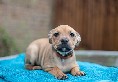 Staffordshire Bull Terrier