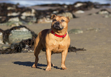 Staffordshire Bull Terrier