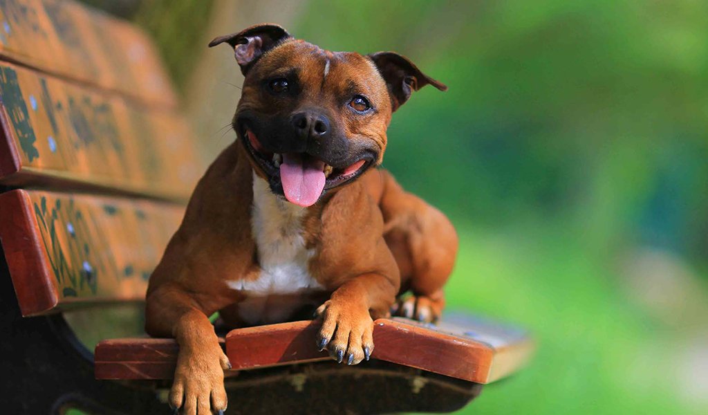 Staffordshire Bull Terrier