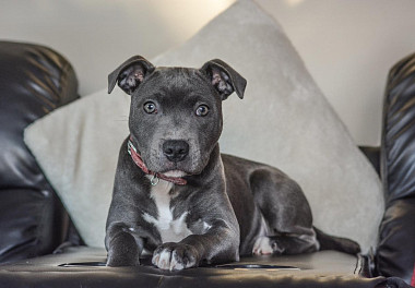 Staffordshire Bull Terrier