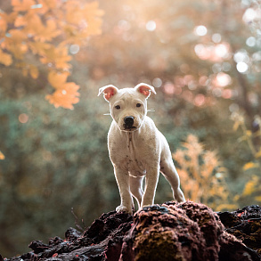 Staffordshire Bull Terrier