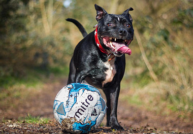 Staffordshire Bull Terrier