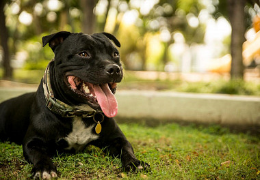 Staffordshire Bull Terrier