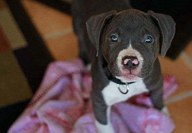 Staffordshire Bull Terrier