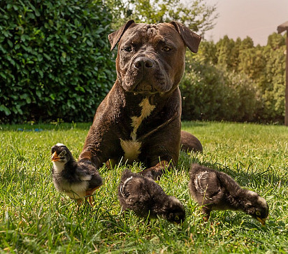 Looking after chicks