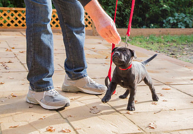 Staffordshire Bull Terrier