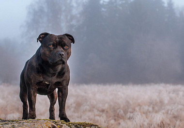 Staffordshire Bull Terrier