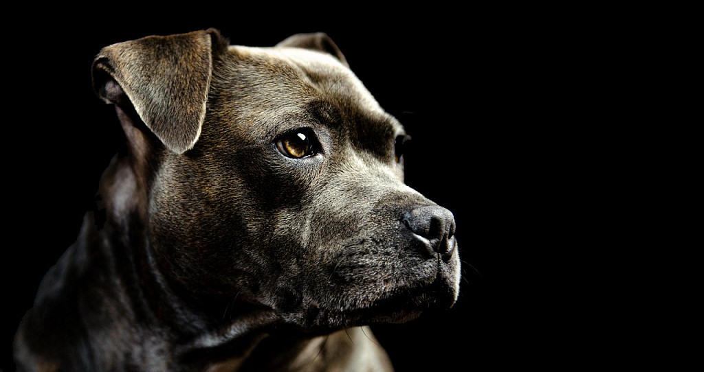 Staffordshire Bull Terrier Muzzle