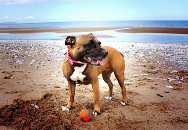 Staffordshire Bull Terrier