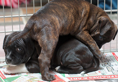 Staffordshire Bull Terrier