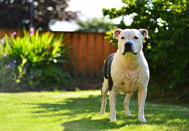 Staffordshire Bull Terrier