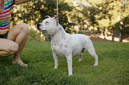 White Staffordshire Bull Terrier