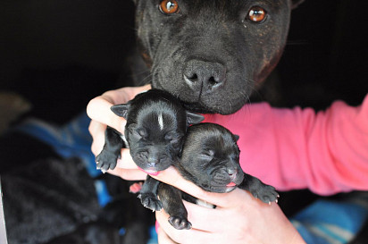 Mom with puppies