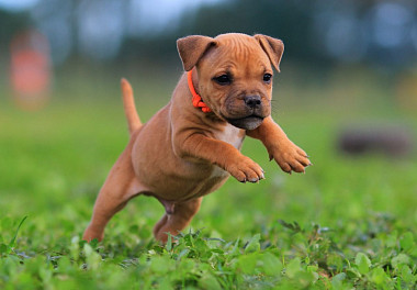 Staffordshire Bull Terrier