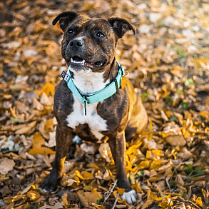 Staffordshire Bull Terrier