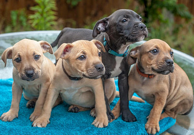 Staffordshire Bull Terrier