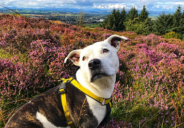 Staffordshire Bull Terrier