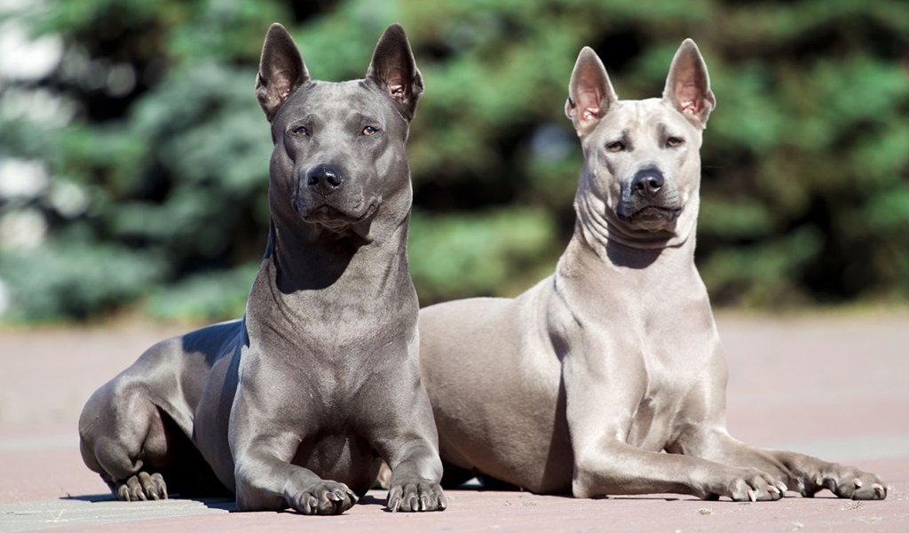 Thai Ridgeback