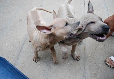 Thai Ridgeback