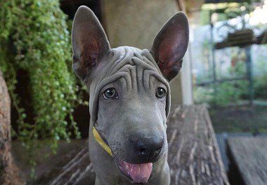 Thai Ridgeback