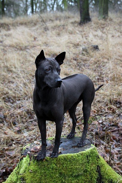 Thai Ridgeback