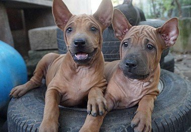 Thai Ridgeback