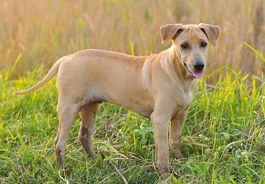 Thai Ridgeback