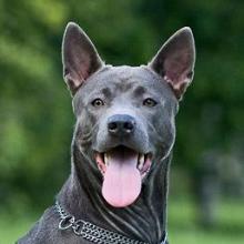 Thai ridgeback