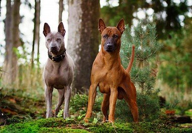 Thai Ridgeback