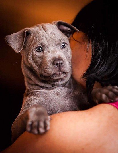 Thai Ridgeback puppy