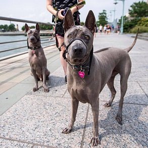 Thai Ridgeback