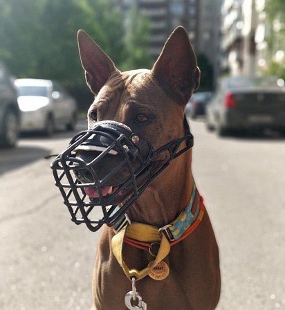 Thai Ridgeback in muzzle