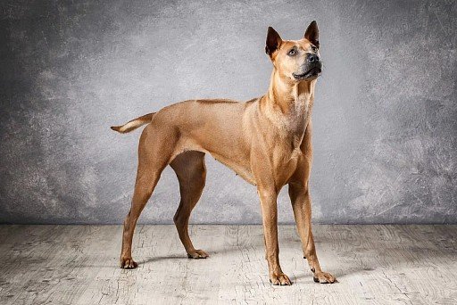 Light Pale colored Thai Ridgeback