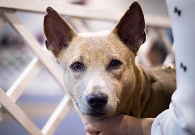 Thai Ridgeback