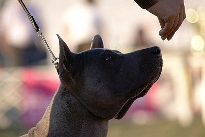 Thai Ridgeback Encouragement