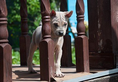 Thai Ridgeback