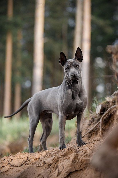 Thai Ridgeback