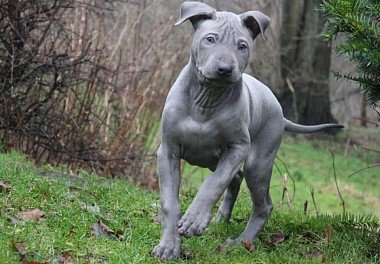 Thai Ridgeback