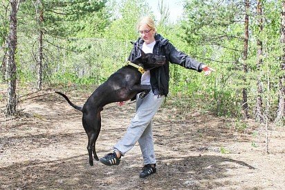 Thai Ridgeback Training