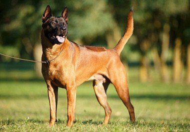 Thai Ridgeback