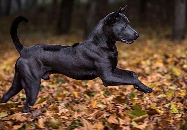 Thai Ridgeback