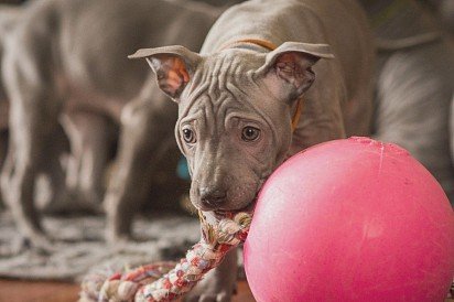 Thai Ridgeback puppy plays with rope