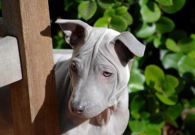 Thai Ridgeback