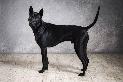 Black-colored Thai Ridgeback