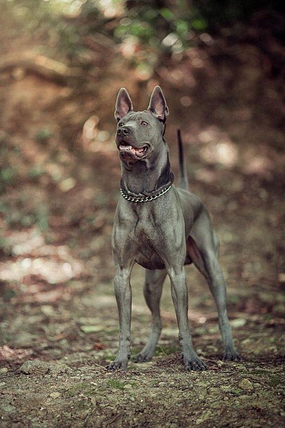 Blue-colored Thai Ridgeback